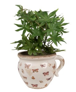 Alternative view of Κασπώ Clayre & Eef – 6CE1665L